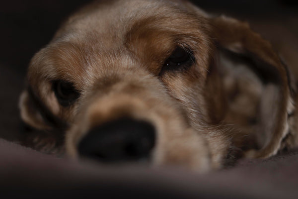 Dog close up photo - Can Dogs Eat Turkey Bacon