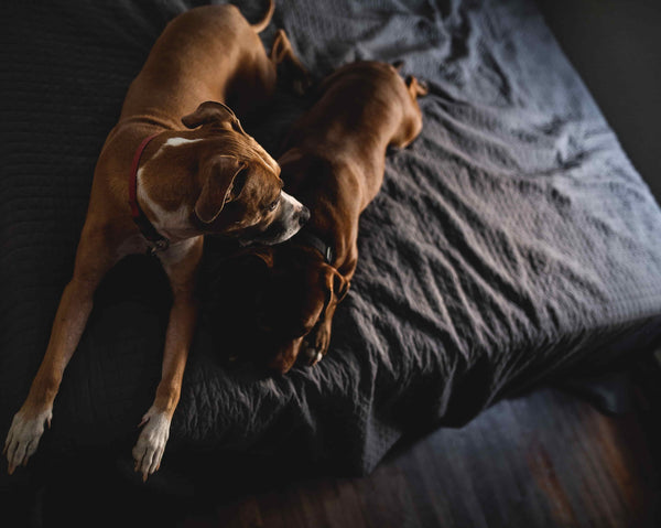 Two Dogs on the bed sleeping - Why Do Dogs Bite Themselves