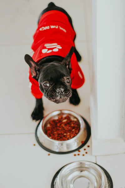 Black Puppy Eating - Measure Dog Food Portions