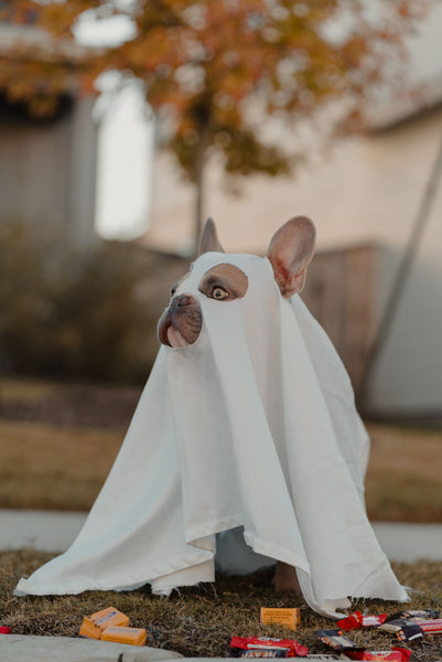 Dog on a Halloweens costume - Can Dogs Eat Bean Sprouts