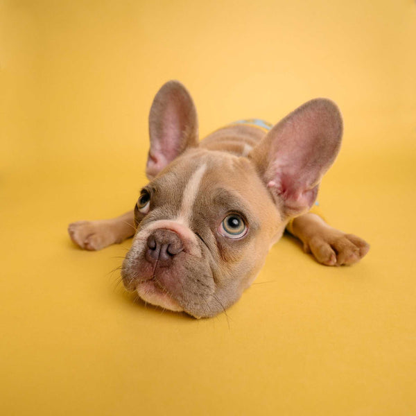 Cute French bulldog lying down - Can Dogs Eat Sesame Seeds?