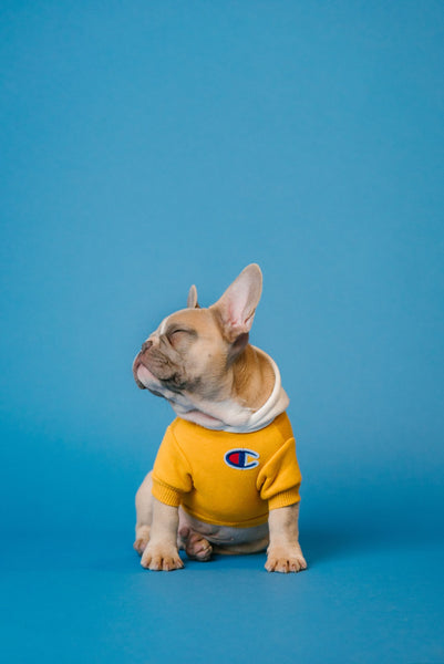French Bulldog with clothes on