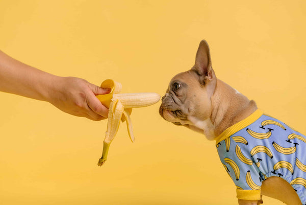 French bulldog sniffing the banana - how many rawhide can a dog have in a week