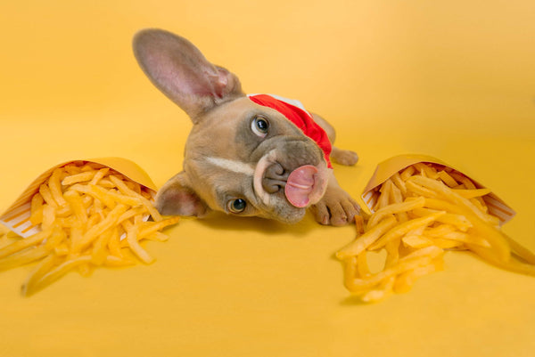 Cute french bulldog puppy eating fries
