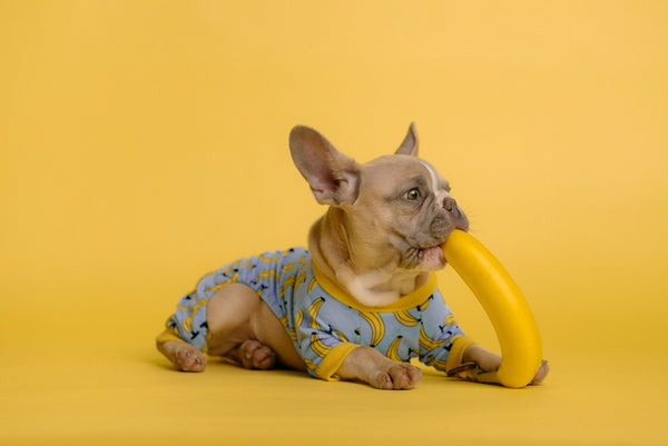 Dog eating a banana