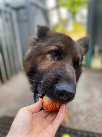 dog bitting apple - Why is My Dog Hyperventilating