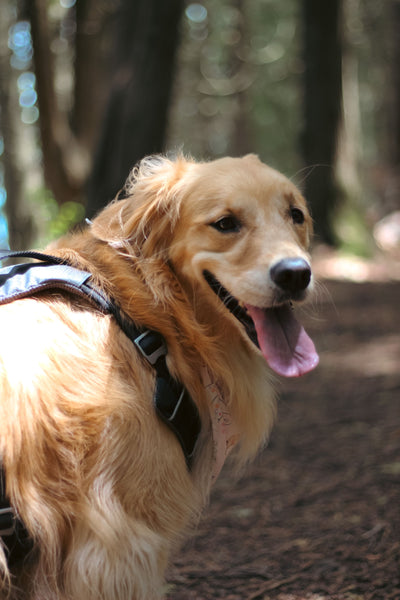 Golden Retriever dog