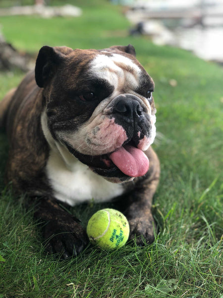 English Bulldog playing with tennis ball - Why is My Dog Not Eating But Drinking Water