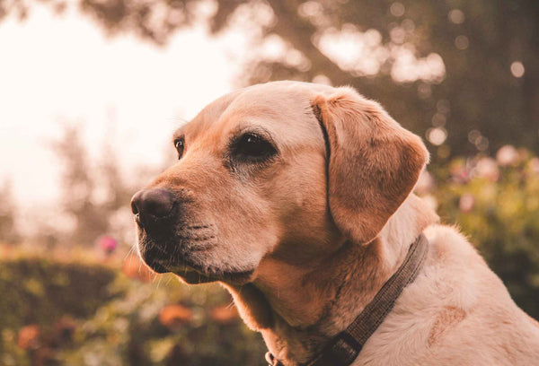 Labrador - Can Dogs Eat Acai?