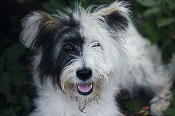 White and black fluffy dog - Why is My Dog Scratching The Carpet