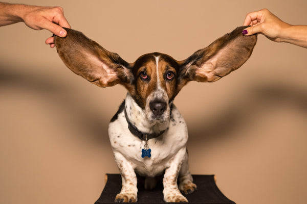 Cute Hound Dog With Big ears