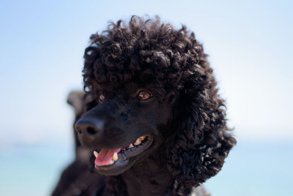 Black Poodle Dogs - Can Dogs Eat Refried Beans?