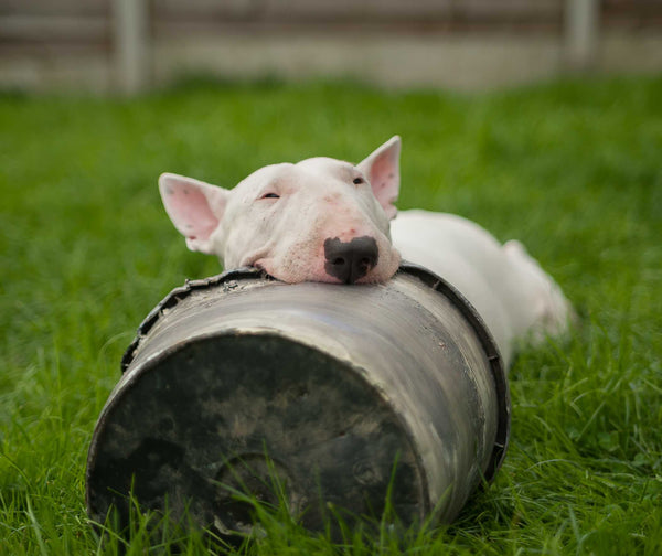 Dog sleeping on a barrel - Why is My Dog Scared of Me