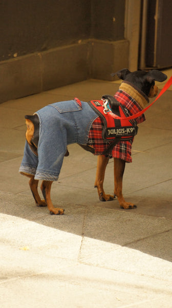 Dog with clothes on - Can Dogs Eat Tortilla Chips?