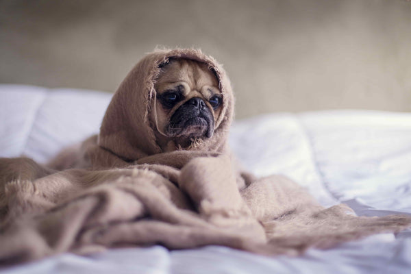 Cute dog in a blanket