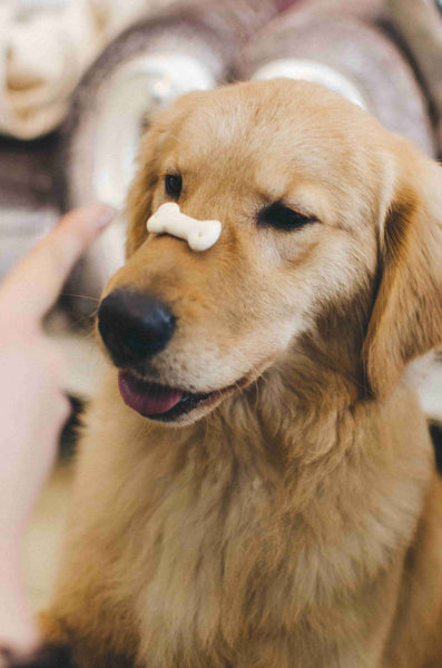 Golden Retriever with Treat on his snout