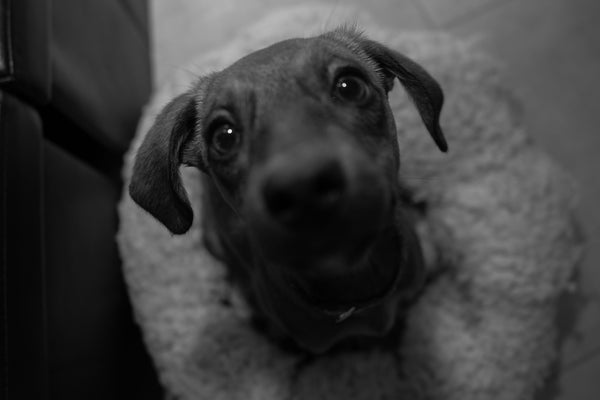 Black and white photo of a dog