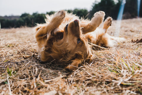 dog laying on the dried grass