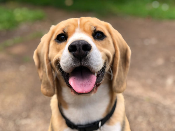 Beagle Selfie