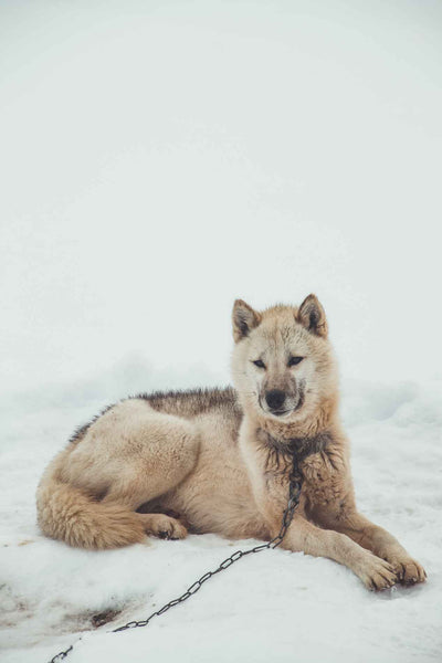 Siberian Husky - Can Dogs Eat Animal Crackers?
