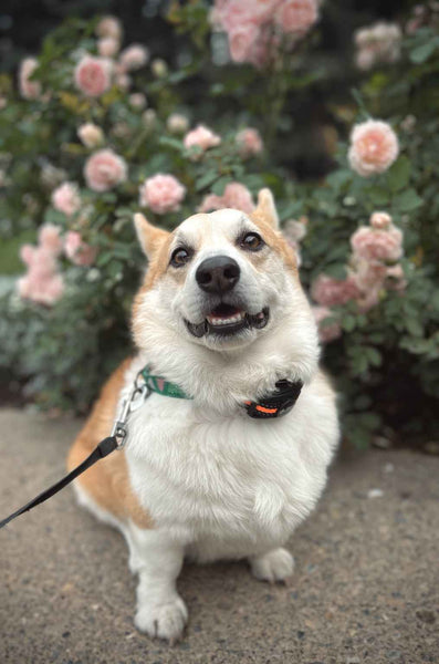 Cute Corgi Dog - Can Dogs Eat Sauerkraut