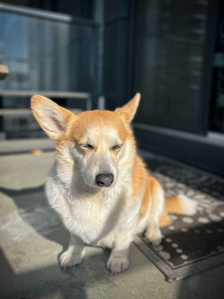 Corgi - Can a Dog Eat Twizzlers