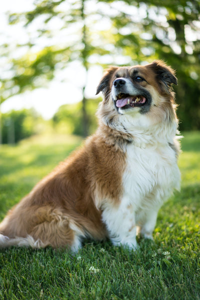 St Bernard Dog - Can Dogs Eat Tortilla Chips?