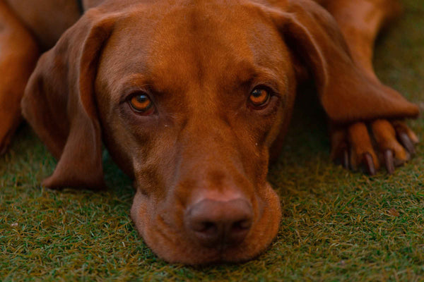 Red Labrador - Can Dogs Eat Artichokes