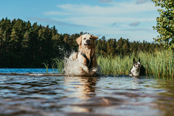 Dog playing in the river - Can Dogs Eat Tortilla Chips?