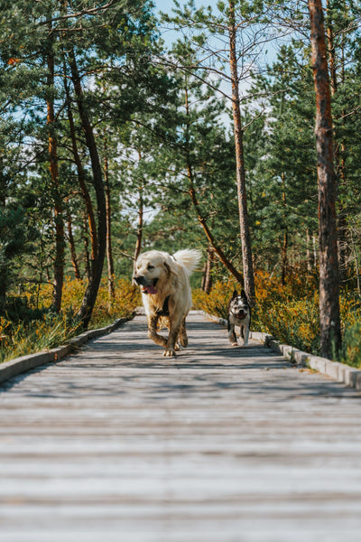 Dog in the forest