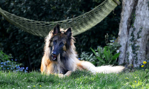 Dog laying on the grass