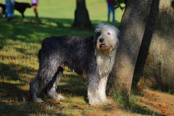 Fluffy dog - Can Dogs Eat Sauerkraut