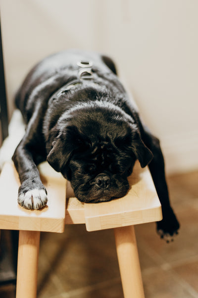 Cute black pug sleeping - CBD for Itchy Dogs