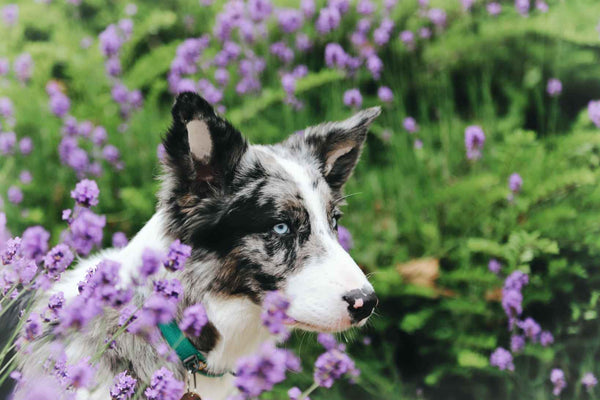 Dogs and flowers