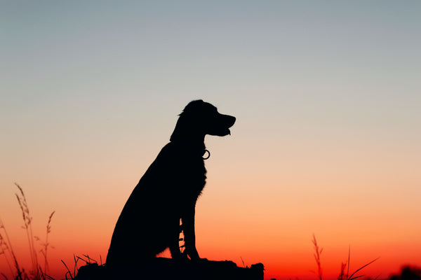 Dogs and sunset - Can Dogs Eat String Cheese