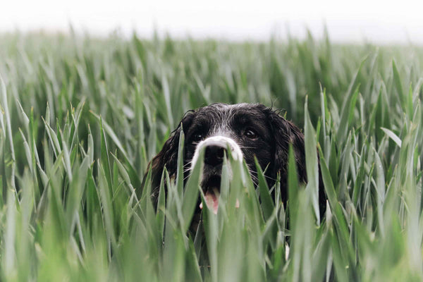 Dogs in tall grass