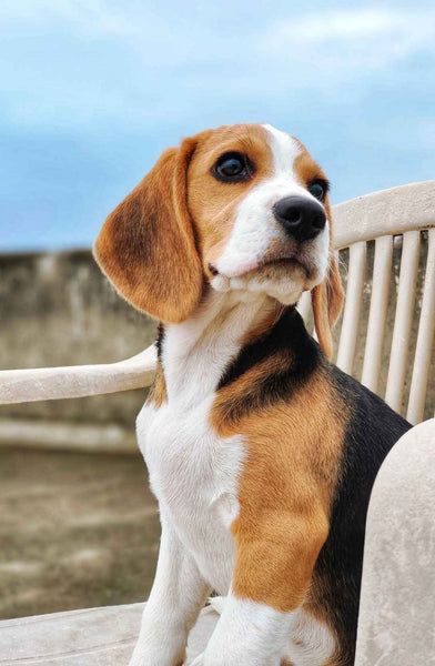 Beagle sitting on the chair - Why is My Dog Walking Sideways