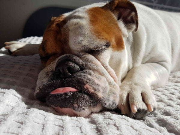 English Bulldog Sleeping - How to make your dog sleep instantly