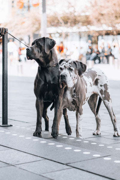 Two Huge Dogs - Can Dogs Eat String Cheese