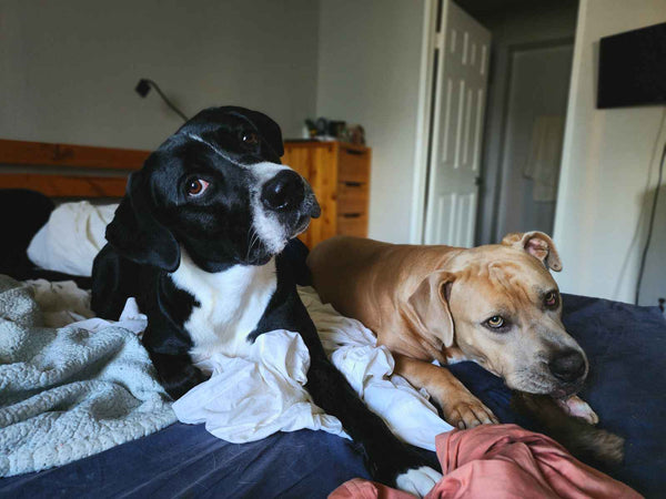 Two dogs on the couch -  Can Dogs Eat Anchovies?