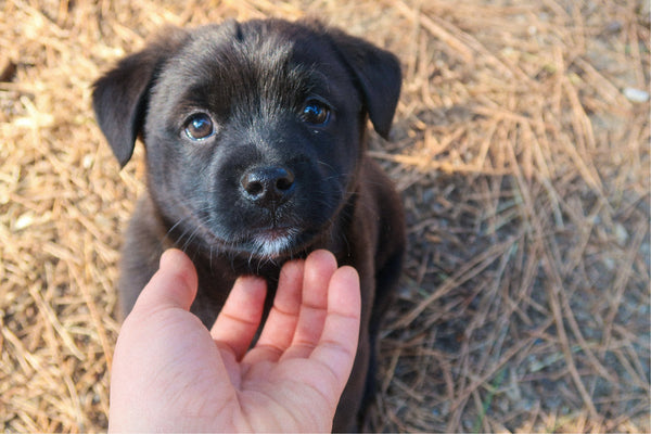 Black Puppy