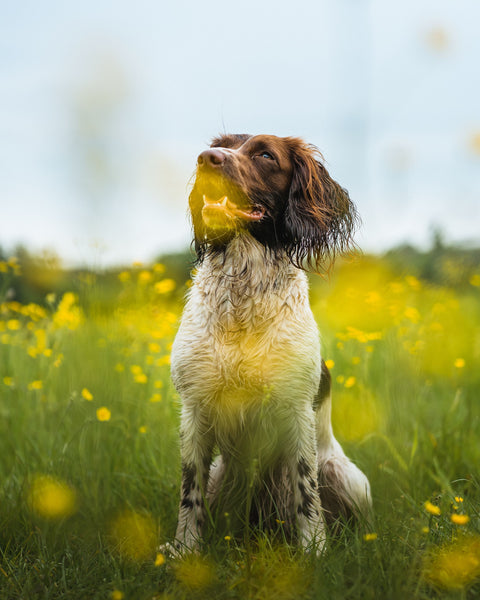 Dog and yellow flowers