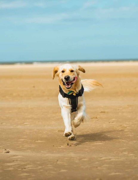 Dog running on the beach - Can Dogs Eat Anchovies?
