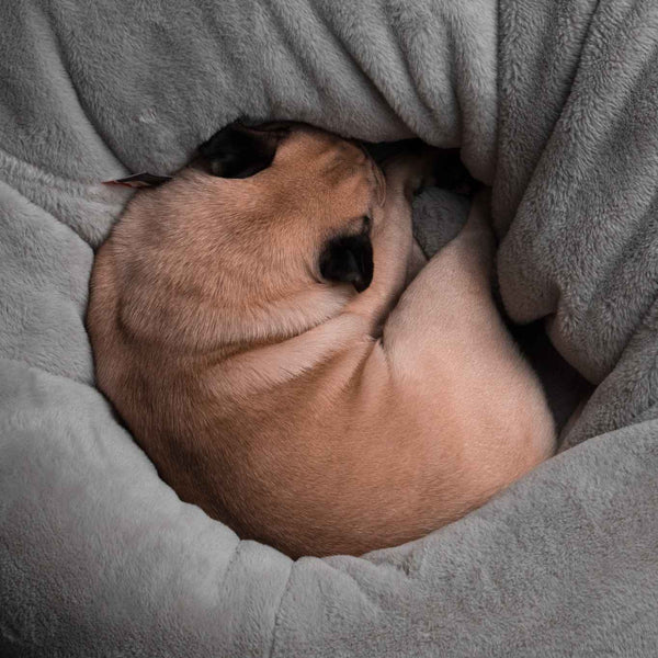 Dog pug sleeping