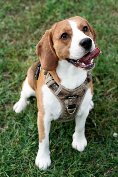 Cute Beagle with harness -Can Dogs Eat Anchovies?