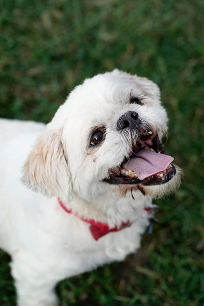 Maltese Dog - Can Dogs Eat Sour Cream