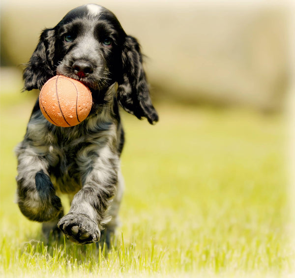 Dog running holding a ball - Can Dogs Eat Grit