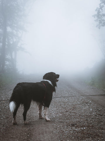 Border Collie on a foggy weather
