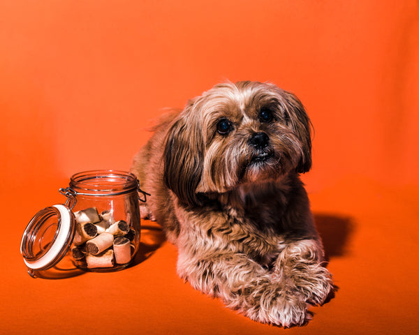 Cute dog with treats