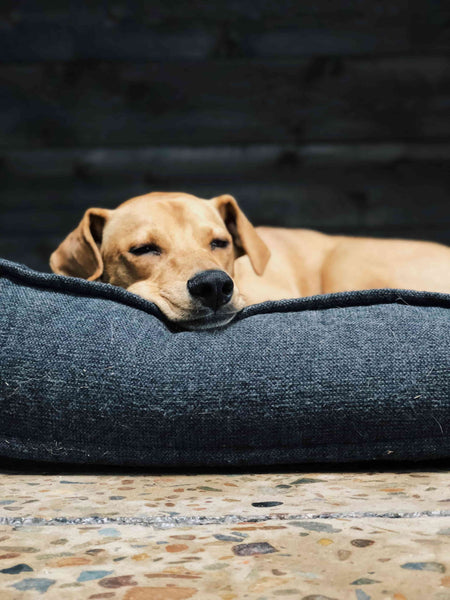 Dog Sleeping in Memory Foam - How to make dog sleep instantly